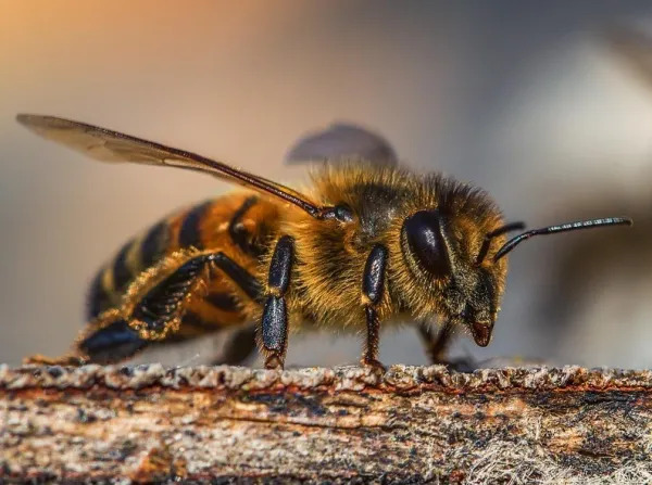 Barinas | Ataque de abejas deja a más de 40 heridos