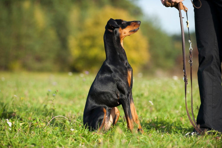 Esta es la manera correcta de reaccionar ante los perros desconocidos según los expertos