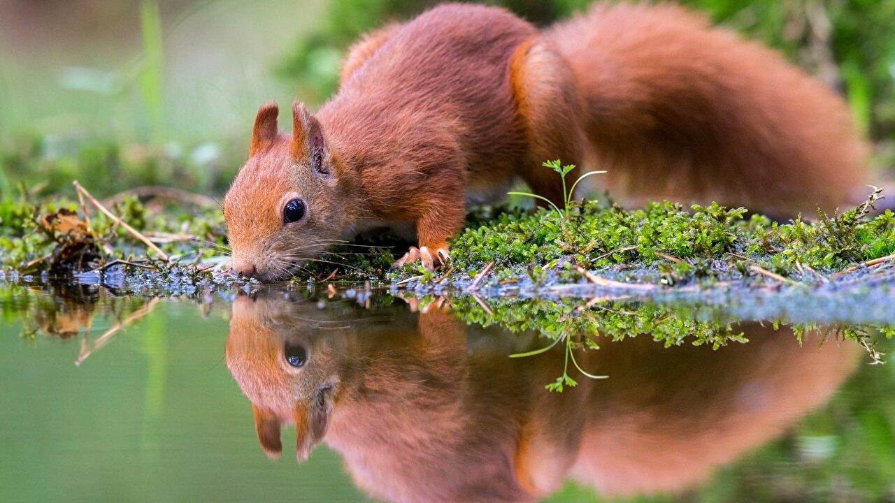 EEUU | Cómo cuidar una ardilla que visita nuestro jardín