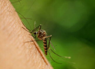 EEUU identifica 21 casos de fiebre de Oropouche en viajeros