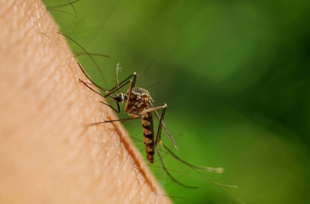 EEUU identifica 21 casos de fiebre de Oropouche en viajeros