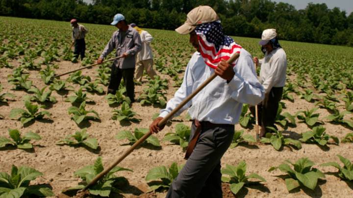 EEUU| Trabajadores agrícolas indocumentados recibirán ayuda federal de $600: ¿Cómo aplicar?